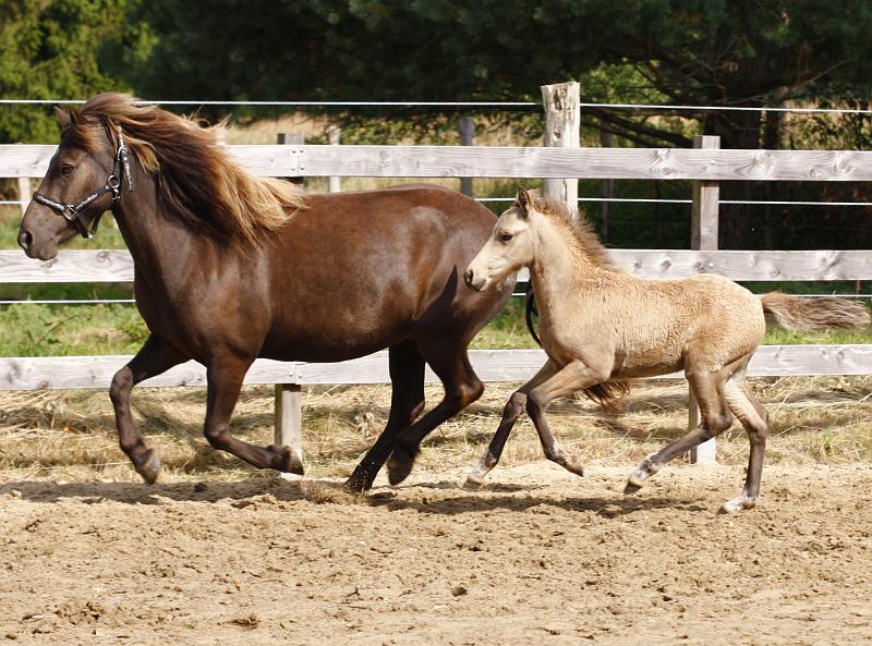 Heidar von Heidmoor d.jpg